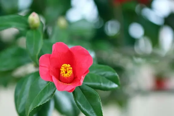 椿の花