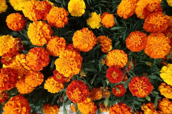 マリーゴールドの花