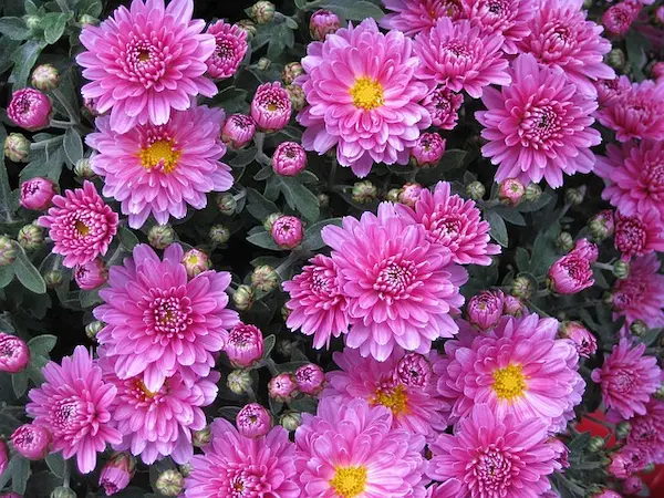 ピンクの菊の花