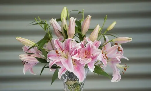 ユリの花