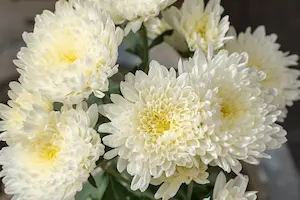 菊の花