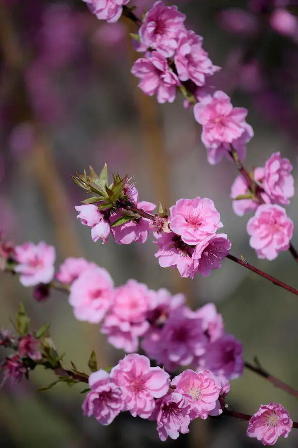 桃の花
