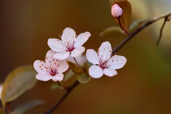 梅の花