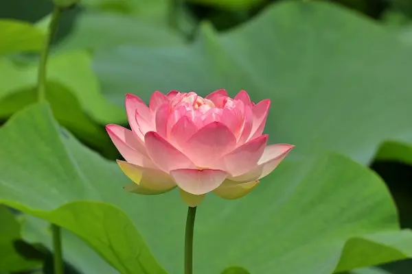 蓮の花