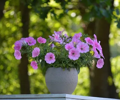 鉢植え