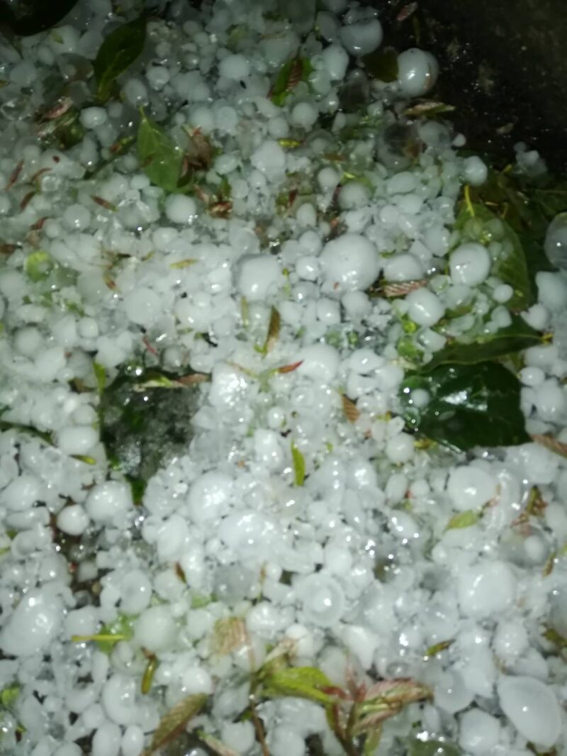 雹が降った後 