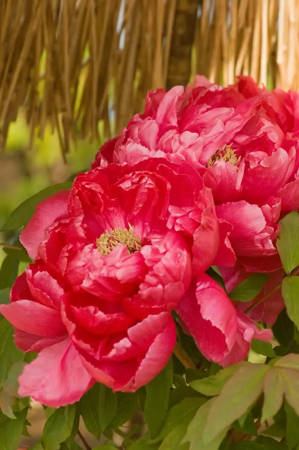 牡丹の花