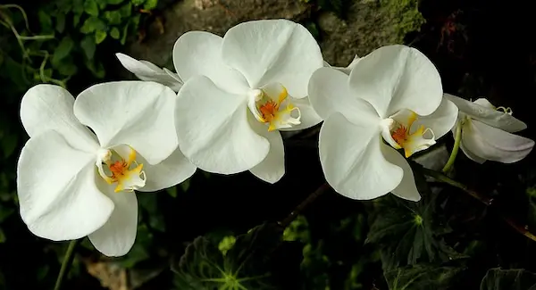欄の花