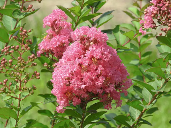 百日紅の花