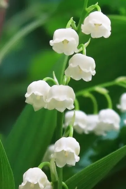 鈴蘭の花