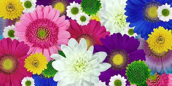 カラフルな菊の花